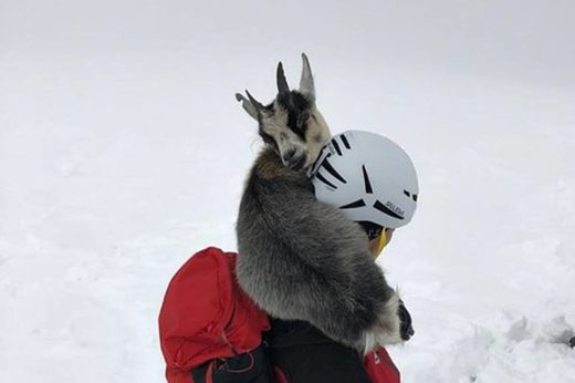 เจ้าแพะตัวน้อยเดินตามนักปีนเขาเกิดหลงท่ามกลางหิมะ โชคดี! มีเจ้าหน้าที่เข้ามาช่วยเหลือทัน