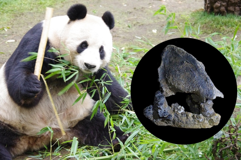 PANDAFS001 | Sapparot.co