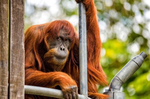 สวนสัตว์เพิร์ธอาลัย ‘ปวน’ ลิงอุรังอุตังอายุมากที่สุดในโลกจากไปอย่างสงบ