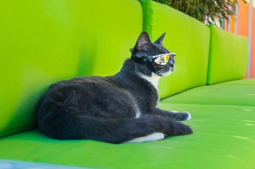 ชมภาพแฟชั่นสุดคูลของเจ้าเหมียว ‘Bagel’ ผู้ต้องสวมแว่นกันแดดตลอดเวลา