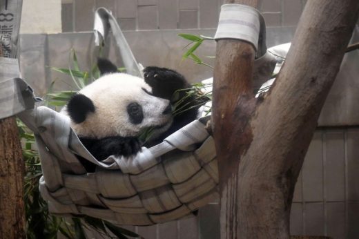 ครบรอบ 1 ขวบ แพนด้า ‘เซียง เซียง’ สวนสัตว์อูเอโนะมอบเปลให้เป็นของขวัญ