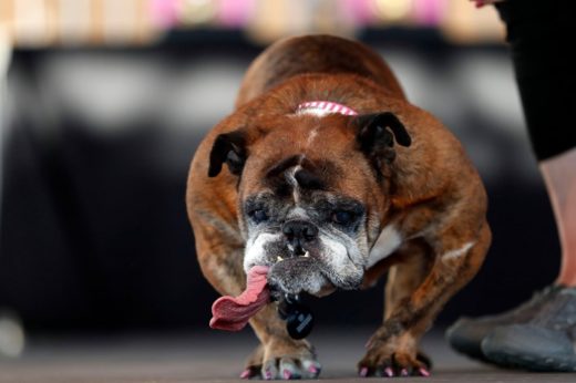 เจ้า Zsa Zsa ตูบสายพันธุ์บูลด็อก คว้าตำแหน่งสุนัขหน้าตา ‘น่าเกลียด’ ที่สุดในโลก