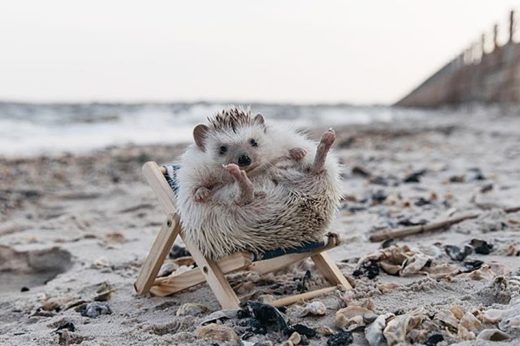 ส่องชีวิตแสนสบายของเจ้า “Lionel” พี่เม่นแคระตัวกลมสุดน่ารัก 🦔