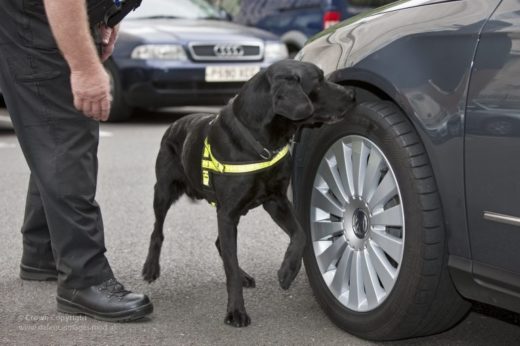 อเมริกาเปิดหลักสูตร ESD Dogs ฝึกสุนัขดมกลิ่นอุปกรณ์อิเล็กทรอนิกส์ ป้องกันอาชญากรรมไซเบอร์