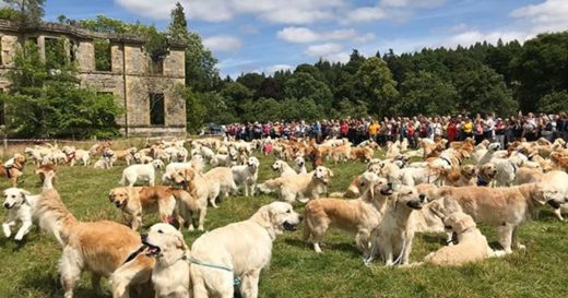 สกอตแลนด์จัดมีตติ้งตูบโกลเด้นรีทรีฟเวอร์หลายร้อยชีวิต ฉลองครบรอบ 150 ปีกำเนิดสายพันธุ์