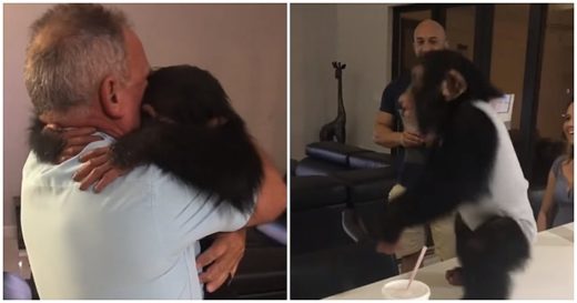 เอ็นดู ลูกลิงชิมแพนซีดีใจหนักมาก เมื่อได้พบหน้ามนุษย์ที่เลี้ยงดูมาตั้งแต่ตัวจิ๋ว