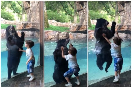 คลิปชวนอมยิ้ม เมื่อลูกหมีแว่นคึกคักเต้นระบำเลียนแบบหนูน้อยอย่างสนุกสนาน