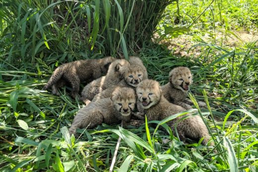 สถาบัน Smithsonian เผยภาพแก๊งค์ลูกเสือชีตาห์ครอกใหม่รวม 7 ตัว