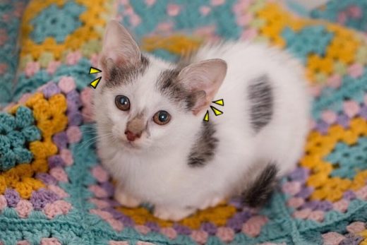 สุดประหลาดใจ เมื่อแม่แมวจรในออสเตรเลียให้กำเนิดลูกเหมียว 4 หู!!