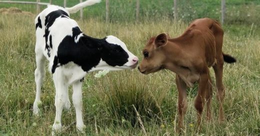 ยินดีที่รู้จัก! เจ้าของฟาร์มแชร์ความน่ารักเมื่อ 2 ลูกวัวน้อยได้พบกันเป็นครั้งแรก