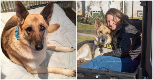 คนใจดีพาตูบชราไล่ทำแฮปปี้บัคเก็ตลิสต์ หลังถูกใช้เป็นแม่พันธุ์ในโรงงานผลิตลูกสุนัขร่วมสิบปี