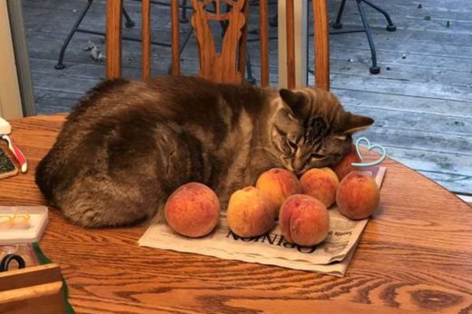 เรื่องราวน่ารักของ Ozzy แมวเหมียวผู้ตกหลุมรัก ‘ลูกพีช’ อย่างสุดหัวใจ ♡