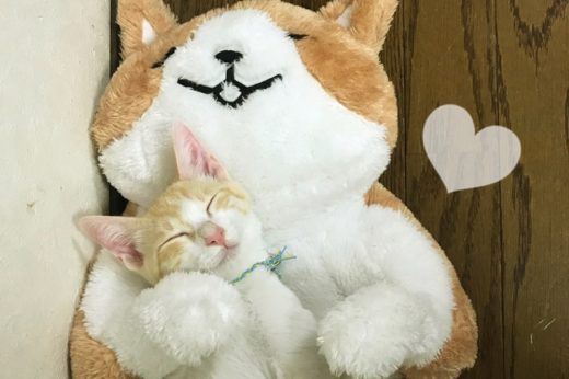 Haku เหมียวน้อยขี้เหงา เจ้าของเลยจัดตุ๊กตาตัวใหญ่ให้เป็นแม่เลี้ยงเสียเลย!