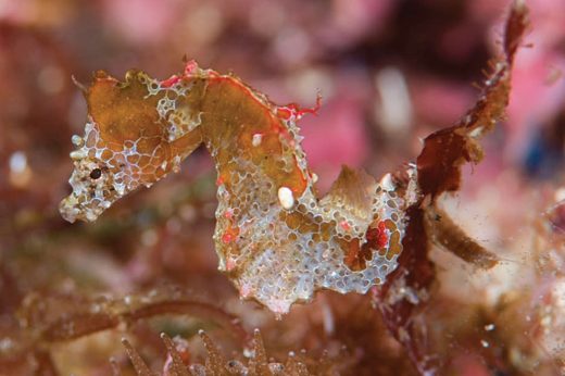 พบม้าน้ำสปีชีส์ใหม่ล่าสุด ‘Japapigu’ ตัวเล็กเท่าเมล็ดข้าว สีสันสวยงาม