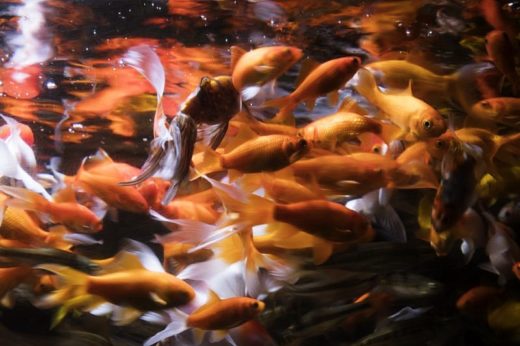 Paris Aquarium มอบชีวิตใหม่ให้ ‘ปลาทอง’ ประกาศรับเลี้ยงหากเจ้าของไม่ต้องการ