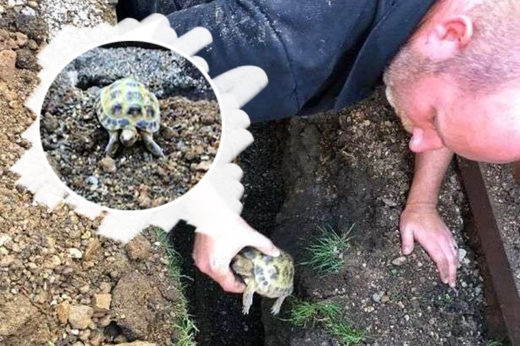 ‘Herman’ เต่าจอมซนกลับสู่อ้อมกอดครอบครัวอีกครั้ง หลังหายตัวนาน 1 เดือน!