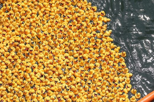 เป็ดเหลืองละลานตากับการแข่งขัน “Windy City Rubber Ducky Derby” ครั้งที่ 13