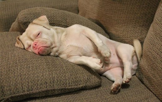 Cornelius เจ้าหมากรัมปี้ด็อกที่หน้าบูดได้อย่างน่ารักน่าชัง ว่าแต่โกรธอะไรไหนพูดซิ!