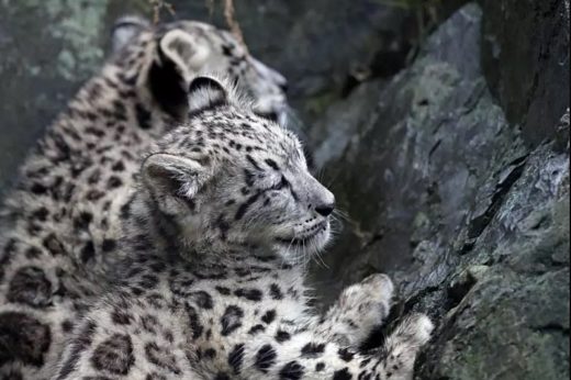 สวนสัตว์ในอเมริกาเผยโฉมสองลูกเสือดาวหิมะ Pandora และ Naphisa