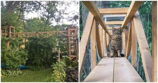 เมื่อคุณป๋าอยากให้แมวเลี้ยงได้วิ่งเล่นนอกบ้านแบบสบายใจ เลยสร้างบ้านต้นไม้ให้เจ้าเหมียวซะเลย!