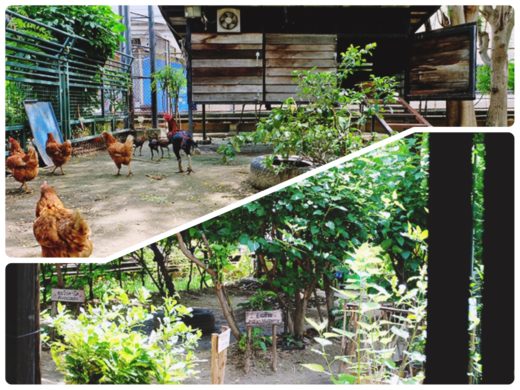 คุยกับโอ๋ P2WARSHIP เจ้าของ HipIncy Farmville ใครว่าเมืองกรุงจะอยู่อย่างเกษตรพอเพียงไม่ได้