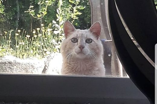 ซื้อบ้านแถมแมว! เมื่อสาวย้ายเข้าบ้านใหม่พบจดหมายฝากดูแลพี่เหมียวเจ้าถิ่น