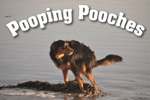 เอิ่ม… Pooping Pooches 2019 ก้าวสู่ปีใหม่อย่างสดใสด้วยปฏิทินหมาอึ!!