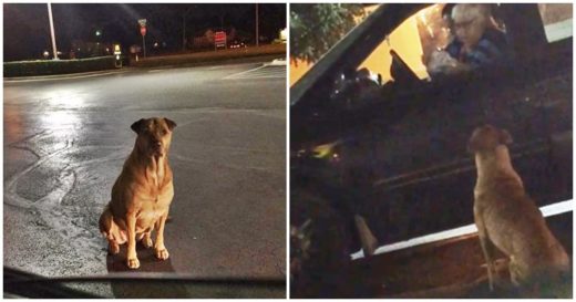 ร้ายนะเรา! เจ้าของเจอตูบตัวเองนั่งแอ๊บเป็นหมาจรจัดหน้า McDonald’s ตกคนใจดีให้เบอร์เกอร์กิน