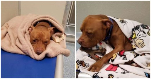 เจ้าพิทบูลขี้กลัวชอบให้คนห่มผ้าให้ ต้องทำแบบนี้ถึงรู้สึกอบอุ่นปลอดภัยและยอมเข้านอน