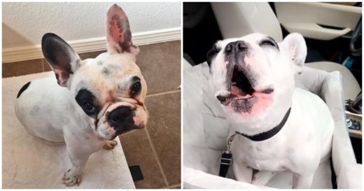 น่ารักน่าปวดหัว! พบ “วอลเตอร์เป็นหมาขี้บ่น” ตูบเฟรนช์บูลด็อกตัวจ้อยที่มีเสียงเป็นอาวุธ