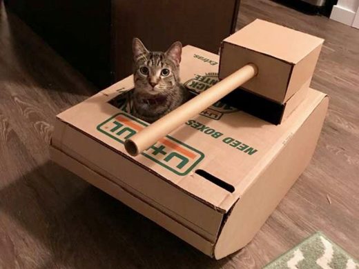 พี่เลี้ยวแมวไอเดียเจ๋ง! มัดใจเหมียวอยู่หมัดด้วยรถถังจากกระดาษลัง