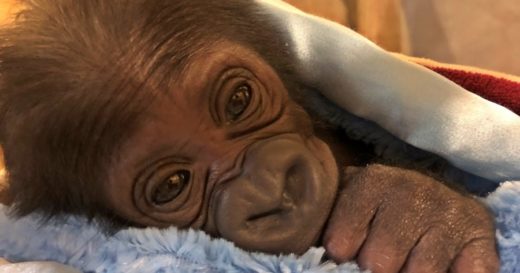 ยลโฉมกอริลลาเบบี้ เพิ่งลืมตาดูโลกที่สวนสัตว์ Jacksonville