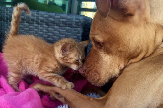 Bubba กับ Rue พี่พิทบูลกับน้องเหมียวซ่า แต่ว่ารักกันสุด ๆ