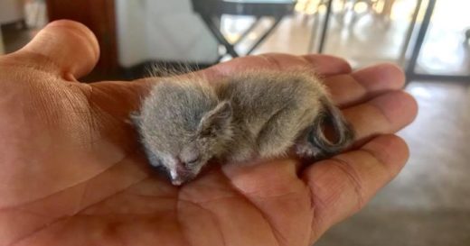 คุณช่างภาพสัตว์แชร์ประสบการณ์อยู่บ้านหลังใหม่ อยู่ดี ๆ มีลูกบุชเบบี้ตัวจิ๋วหล่นปุลงที่โซฟา