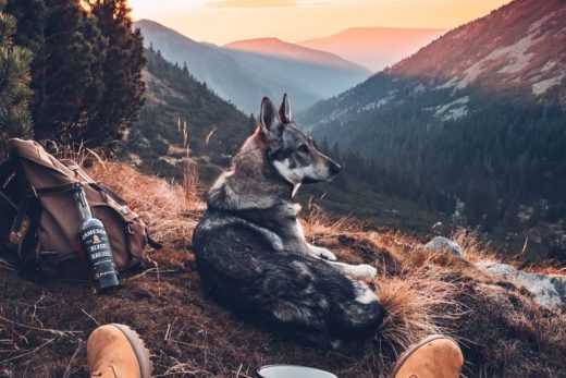 เที่ยวแบบคนรักหมา อวดทริปสุดวิเศษแบบไม่โดนเหม็นหน้าเพราะมีน้องหมาเป็นนายแบบ