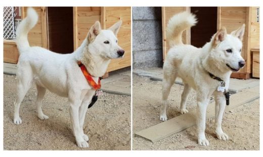 ‘Gomi-Songgang’ สองสุนัขสายพันธุ์ Pungsan ตัวแทนสันติภาพสองเกาหลี