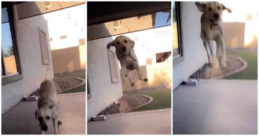 เจ้าตูบโดด “ตัวลอย” แฮปปี้ขั้นสุดเมื่อได้เจอหน้าพี่เลี้ยง