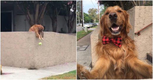 เจ้าหมาแสนรู้ผู้เฟรนด์ลี่ หย่อนของเล่นนอกรั้วบ้านชวนคนเดินผ่านช่วยเก็บมาเล่นกับผมที