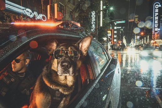 ฮอตไม่น้อยหน้ามนุษย์ เมื่อทีมตำรวจแวนคูเวอร์จับเหล่าสุนัขมาถ่ายปฏิทินสุดเท่!