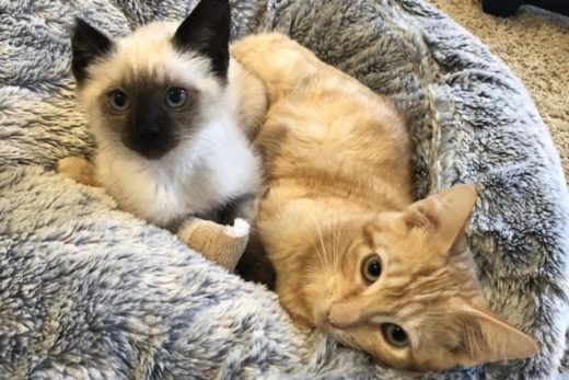 2 เหมียวถูกทอดทิ้งเติมเต็มความรักแก่กัน จนเป็นความผูกพันที่ขาดกันไปไม่ได้