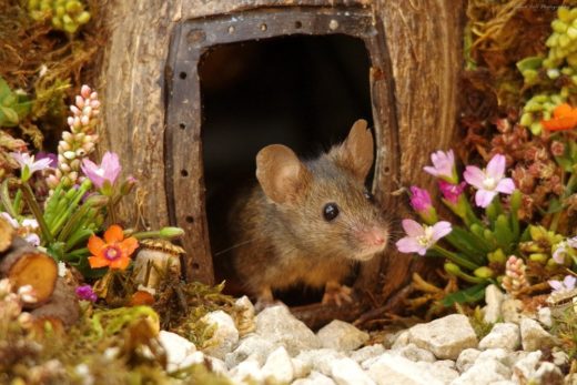 ช่างภาพสัตว์ป่าเนรมิตบ้านจิ๋วให้ครอบครัวหนูในสวนหลังบ้าน เก็บภาพแสนน่ารักราวเทพนิยาย