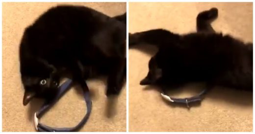 เจ้าเหมียวนอนเกลือกปลอกคอสุนัขอันเก่าที่คุ้นเคย ของแทนตัวเพื่อนรักที่ล่วงลับไป