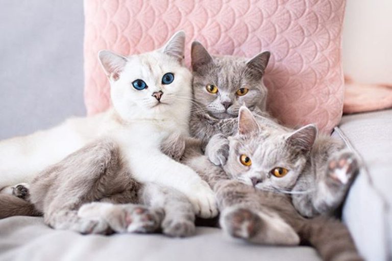 ชมความนุ่มฟูของครอบครัว 3 เหมียวสายพันธุ์ British Shorthair ในอิตาลี
