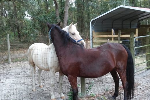 ม้าถูกช่วยจากโรงเชือดได้พบเพื่อนใหม่ เติมเต็มสิ่งที่ขาดหายกลายเป็นเพื่อนใจกันและกัน