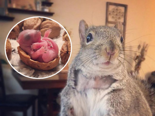 ปาฏิหาริย์มีจริง! เมื่อแม่กระรอกทิ้งลูกน้อยแรกคลอด แต่กลับมีหนุ่มสาวใจดีช่วยเลี้ยงจนโต