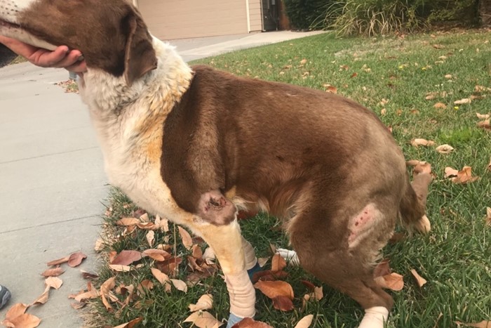 dog survived wildfire