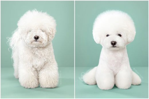 เปรียบเทียบก่อนและหลังการตัดขนของเหล่าสุนัข บอกได้เลยทรงผมเปลี่ยนชีวิตเปลี่ยน!