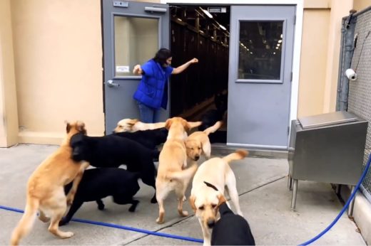 เมื่อน้องหมาซ้อมหนีไฟ โอ้โห ให้ความร่วมมือดีมาก!