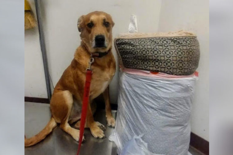 เจ้าหมาหัวใจสลาย เจ้าของส่งตัวคืนสถานสงเคราะห์พร้อมที่นอนและของเล่นโปรด